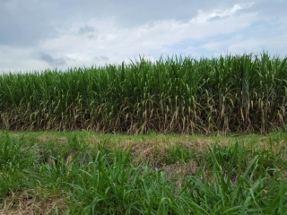caña1