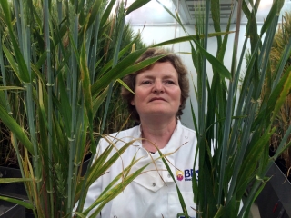 Professor Wendy Harwood poses for a photograph with barley plants that have undergone gene editing at the John Innes Centre in Norwich, Britain, May 25, 2016.  REUTERS/Stuart McDill