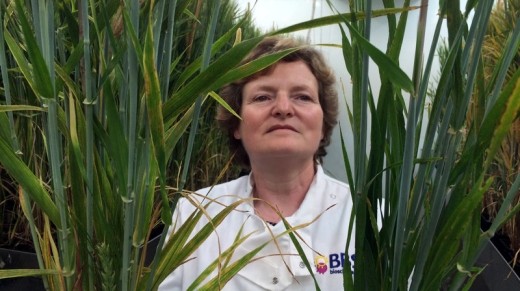 Professor Wendy Harwood poses for a photograph with barley plants that have undergone gene editing at the John Innes Centre in Norwich, Britain, May 25, 2016.  REUTERS/Stuart McDill