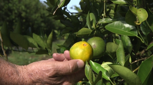 Fred Gmitter, a geneticist at the University of Florida Citrus Research and Education Center, holds an orange affected by citrus greening disease at a grove in Fort Meade, Fla., on Sept. 27, 2018. "If we can go in and edit the gene, change the DNA sequence ever so slightly by one or two letters, potentially we'd have a way to defeat this disease," says Gmitter. (AP Photo/Federica Narancio)