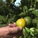 Fred Gmitter, a geneticist at the University of Florida Citrus Research and Education Center, holds an orange affected by citrus greening disease at a grove in Fort Meade, Fla., on Sept. 27, 2018. "If we can go in and edit the gene, change the DNA sequence ever so slightly by one or two letters, potentially we'd have a way to defeat this disease," says Gmitter. (AP Photo/Federica Narancio)
