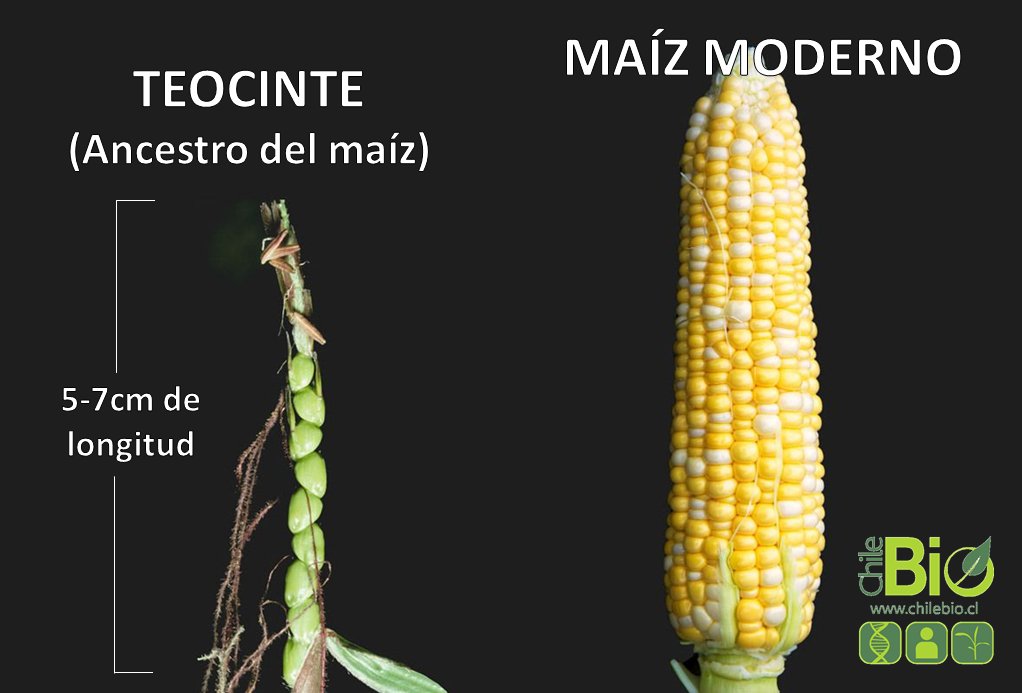 Estudio internacional: El maíz también se domesticó en la selva amazónica -  ChileBIO