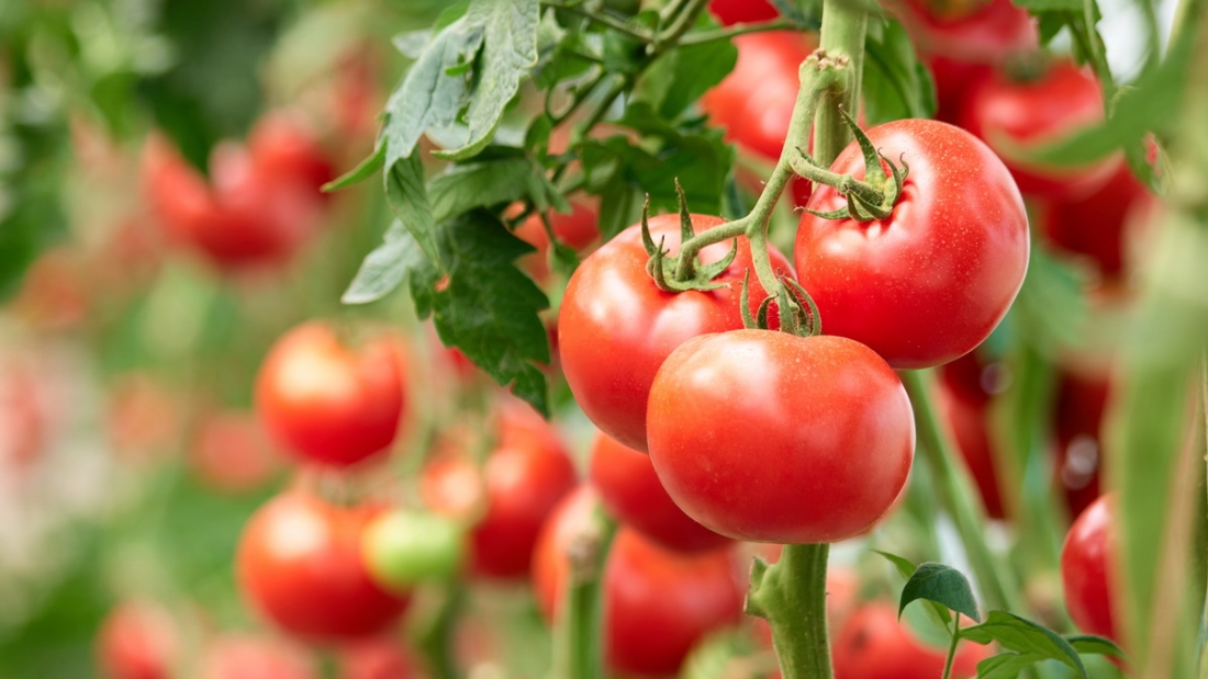 tomate genéticamente modificado