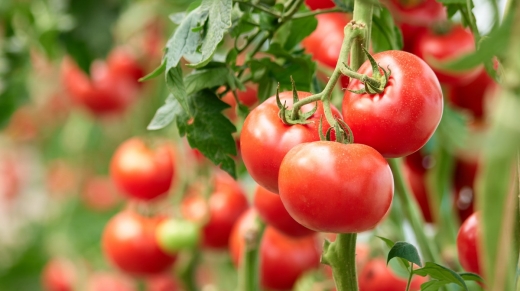 tomate genéticamente modificado