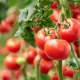tomate genéticamente modificado