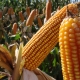 maíz transgénico paraguay