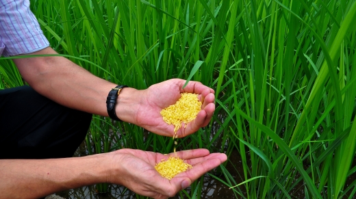 Golden Rice grain in screenhouse of Golden Rice plants.
