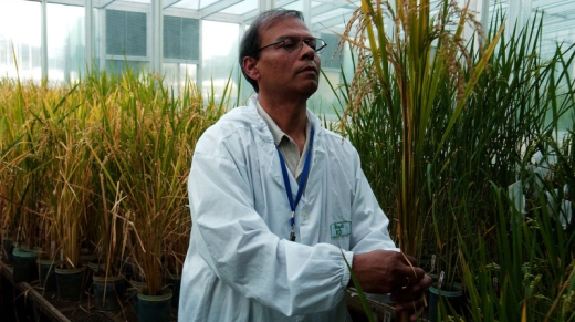 LOS BANOS, LAGUNA, PHILIPPINES - NOVEMBER 26: Plant Biotechnologist Dr. Swapan Datta inspects a genetically modified 'Golden Rice' plant at the International Rice Research Institute (IRRI), November 26, 2003 at IRRC's headquarters in Los Banos, Philippines. The IRRC is the foremost public sector research organization in Asia and the Philippines Headquarters is also home to the world's biggest Genebank, where 110,000 varieties of rice are kept. The IRRC not only experiments with hybrid varieties of rice, but is also actively researching genetically modified varieties as well in an effort to better the quality of the world's most important food source. (Photo by David Greedy/Getty Images)