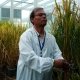 LOS BANOS, LAGUNA, PHILIPPINES - NOVEMBER 26: Plant Biotechnologist Dr. Swapan Datta inspects a genetically modified 'Golden Rice' plant at the International Rice Research Institute (IRRI), November 26, 2003 at IRRC's headquarters in Los Banos, Philippines. The IRRC is the foremost public sector research organization in Asia and the Philippines Headquarters is also home to the world's biggest Genebank, where 110,000 varieties of rice are kept. The IRRC not only experiments with hybrid varieties of rice, but is also actively researching genetically modified varieties as well in an effort to better the quality of the world's most important food source. (Photo by David Greedy/Getty Images)