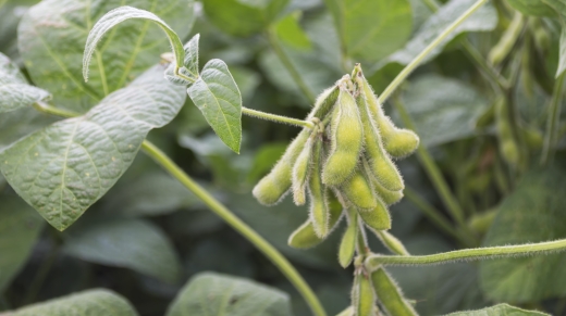 Organic farming soyplantation. Young green soybean crops growing on plantation. Selective focus