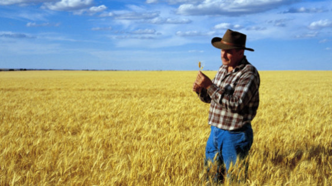 Wheat farmer checking crop at Warracknabeal, Wimmera region, Victoria, Australia