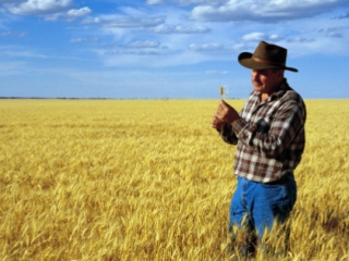 Wheat farmer checking crop at Warracknabeal, Wimmera region, Victoria, Australia