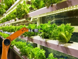 Smart robotic farmers in agriculture futuristic robot automation to vegetable farm