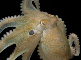 calamar2