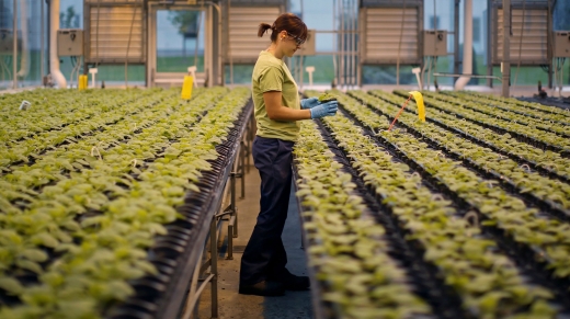 An worker inspects the Nicotiana benthamiana plants at Medicago greenhouse in Quebec City, August 13, 2014. REUTERS/Mathieu Belanger (CANADA - Tags: HEALTH) - RTR42PPM
