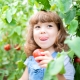 Adorable little kid gardener eating organic tomato at the greenhouse, agriculture and child.