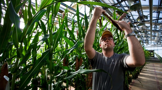 ST LOUIS, MISSOURI, MAY 2009: Plant Specialist Dustin McMahon hand pollinates genetically modified corn plants inside greenhouses housed on the roof of  Monsanto agribusiness headquarters in St Louis, Missouri, 21 May 2009.  McMahon is attempting to breed a resistant strain of corn which will one day form the basis of an elite corn crop of the future. Monsanto is at the forefront of biotechnology in the agribusiness sector. These greenhouses are designed and built inhouse and they allow the technicans to monitor plant growth daily. These plants are monitored for the perfect DNA of an elite corn seed and then those plants that make the grade are forwarded to the next stage of the selection process. Monsanto is a controversial global corporate with a history of strong litigation against those it assumes are interfering with its stringent patent laws. This practise as well as its advanced genetically modified technology approach in the agricultural sector have led many to be suspicious of Monsanto and the ultimate good of GM foods. Monsanto argues back that sufficent food production for the future is simply not possible without adequate GM technology in agriculture. (Photograph by Brent Stirton/Getty Images.)