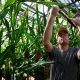ST LOUIS, MISSOURI, MAY 2009: Plant Specialist Dustin McMahon hand pollinates genetically modified corn plants inside greenhouses housed on the roof of  Monsanto agribusiness headquarters in St Louis, Missouri, 21 May 2009.  McMahon is attempting to breed a resistant strain of corn which will one day form the basis of an elite corn crop of the future. Monsanto is at the forefront of biotechnology in the agribusiness sector. These greenhouses are designed and built inhouse and they allow the technicans to monitor plant growth daily. These plants are monitored for the perfect DNA of an elite corn seed and then those plants that make the grade are forwarded to the next stage of the selection process. Monsanto is a controversial global corporate with a history of strong litigation against those it assumes are interfering with its stringent patent laws. This practise as well as its advanced genetically modified technology approach in the agricultural sector have led many to be suspicious of Monsanto and the ultimate good of GM foods. Monsanto argues back that sufficent food production for the future is simply not possible without adequate GM technology in agriculture. (Photograph by Brent Stirton/Getty Images.)