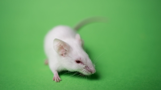 Experimental mice in science.