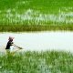 E4P05T Rural Vietnam rice paddies and deepwater rice are varieties of rice, Oryza sativa, grown in flooded conditions with water more t