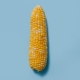 corn6