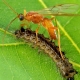 wasp1