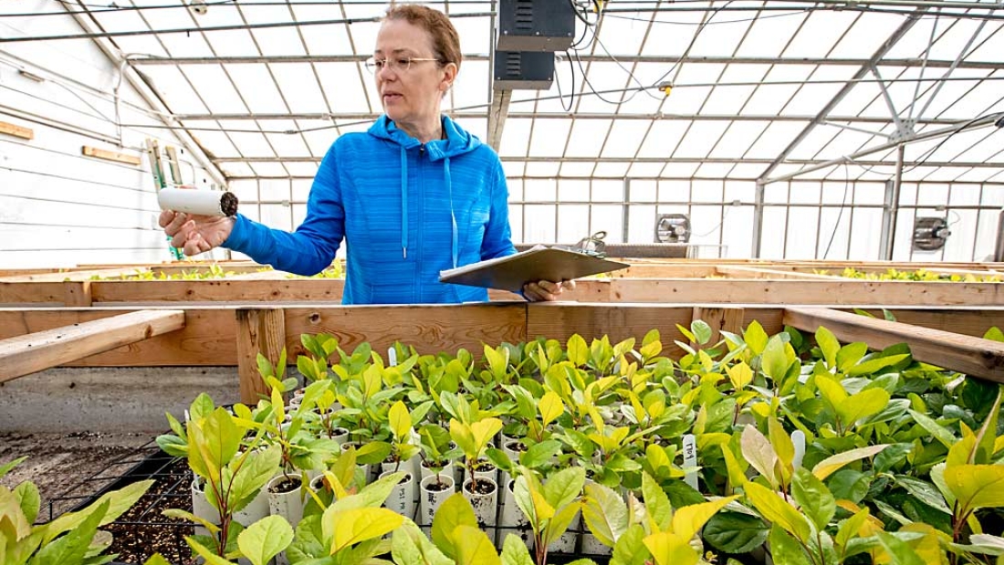 Washington State University pome fruit breeder Kate Evans works in a greenhouse at the university’s Tree Fruit Research and Extension Center in Wenatchee in April 2018. A group of pear industry growers and research officials have suggested starting a pear cultivar breeding program, likely helmed by Evans, who already leads apple cultivar breeding and pear rootstock breeding efforts at the facility. (TJ Mullinax/Good Fruit Grower)