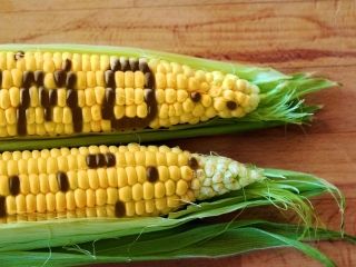 maíz1