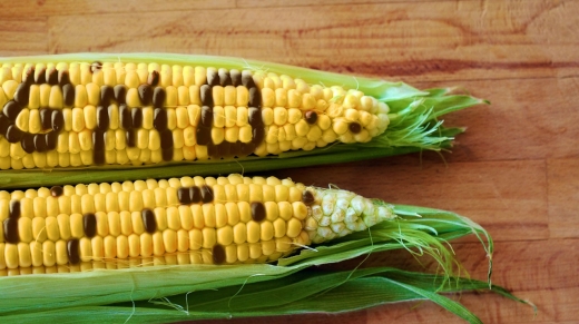maíz1