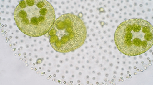 Volvox is a polyphyletic genus of chlorophyte green algae or phytoplankton.