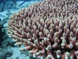 coral1