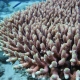 coral1