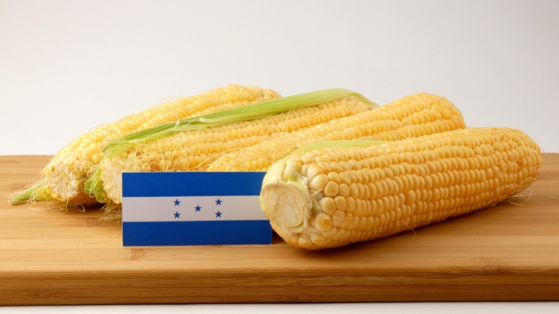 Honduras flag on a wooden panel with corn isolated on a white background
