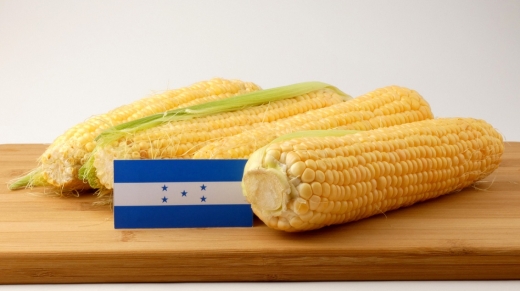 Honduras flag on a wooden panel with corn isolated on a white background