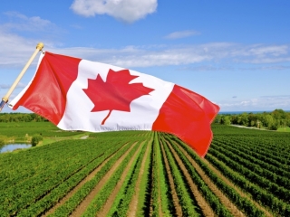 Canadian Flag Flying Over a Vineyard in Niagara Wine Region