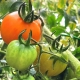 color tomates