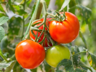 tomato2