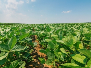 Young green soy plants with large leaves grow in the field.