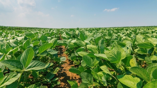 Young green soy plants with large leaves grow in the field.
