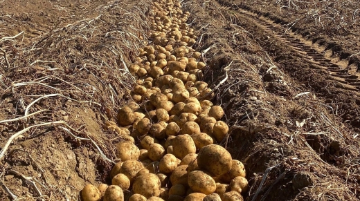 MONTICELLO -- Potatoes grow by Daniel J. Corey Farms in an undated photo. (Courtesy of Daniel J. Corey Farms)