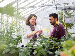 Faculty of Science professors Dr. Marcus Samuel and Dr. Sabine Scandola have discovered a key canola protein and the vital role it plays in successful pollination. The protein, phospholipase D1 (PLD1), is necessary both for pollination and for the biochemical process through which canola plants reject self-pollination and self-fertilization (called the “self-incompatibility response”), to prevent inbreeding.