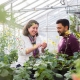 Faculty of Science professors Dr. Marcus Samuel and Dr. Sabine Scandola have discovered a key canola protein and the vital role it plays in successful pollination. The protein, phospholipase D1 (PLD1), is necessary both for pollination and for the biochemical process through which canola plants reject self-pollination and self-fertilization (called the “self-incompatibility response”), to prevent inbreeding.