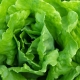 Salad detail