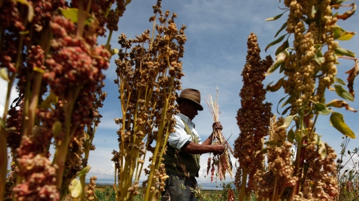 A Bolivian farmer harvests organic quinoa in his fields in Puerto Perez, Bolivia. Some researchers are working with quinoa farmers in Bolivia and Peru to try to develop internal markets for threatened varieties — for example, in hospital and school food progra