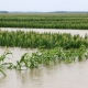 flooded-crops-china-shutterstock