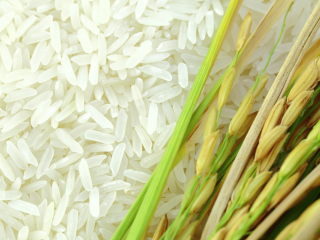 arroz1
