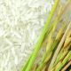 arroz1