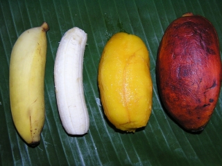 The orange Fei banana known as Karat in the Micronesian island of Pohnpei contains 100 times provitamin A carotenoids than the white Cavendish banana that dominates the export trade.