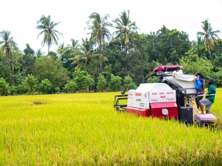 El arroz esta siendo cosechado de forma mecanizada. (Fotografía: Oficina de Información Provincial de Antique)