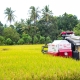 El arroz esta siendo cosechado de forma mecanizada. (Fotografía: Oficina de Información Provincial de Antique)
